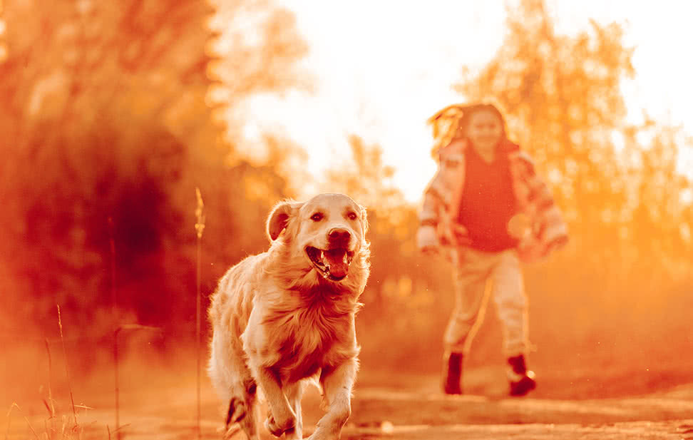韩国知名舒敏宠物饲料品牌