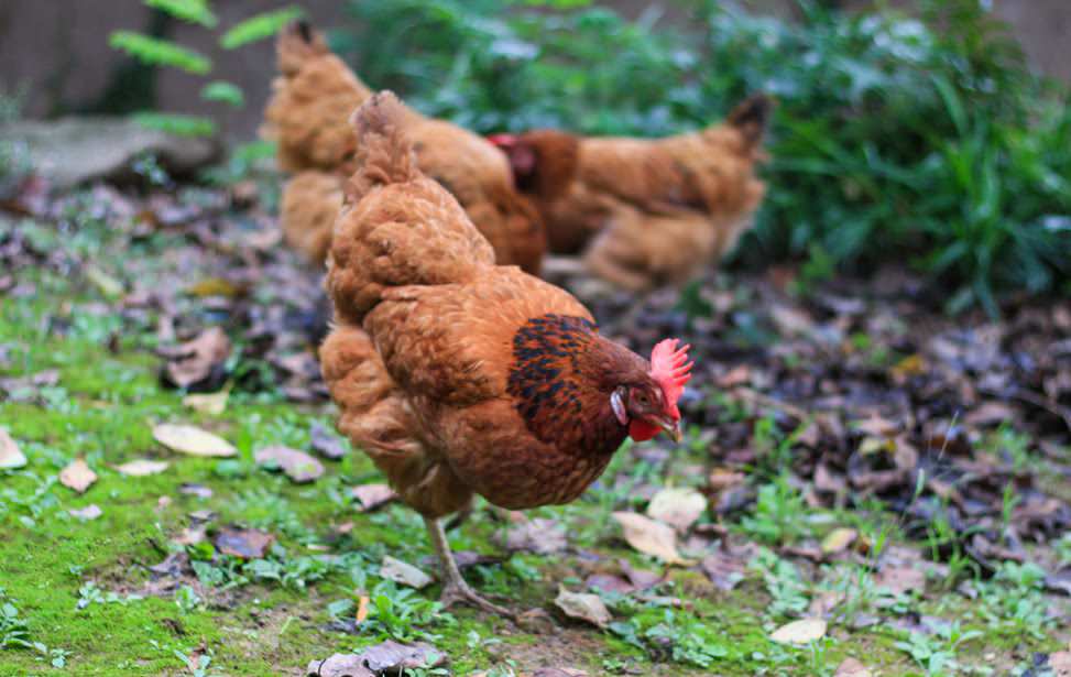 花东放山土鸡店