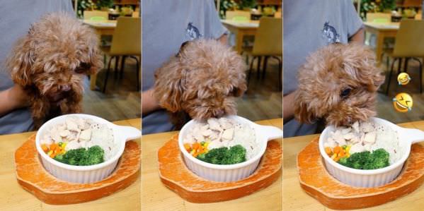 森林小徑健行店对宠物超友善